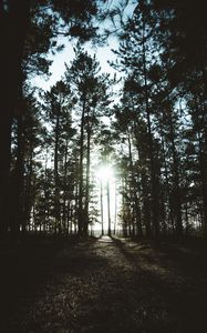 Preview wallpaper trees, sunlight, shadow, dark