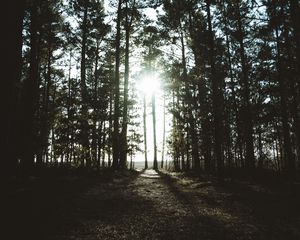 Preview wallpaper trees, sunlight, shadow, dark