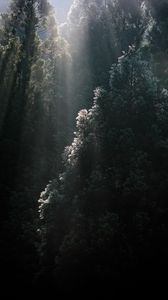 Preview wallpaper trees, sunrays, fog, forest, tops