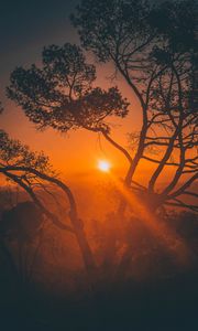 Preview wallpaper trees, sunset, branches, sky, los angeles, united states