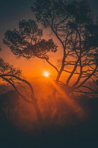 Preview wallpaper trees, sunset, branches, sky, los angeles, united states