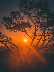 Preview wallpaper trees, sunset, branches, sky, los angeles, united states