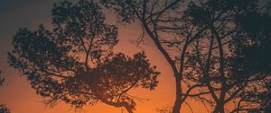 Preview wallpaper trees, sunset, branches, sky, los angeles, united states