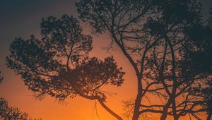 Preview wallpaper trees, sunset, branches, sky, los angeles, united states