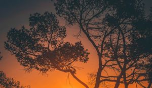 Preview wallpaper trees, sunset, branches, sky, los angeles, united states