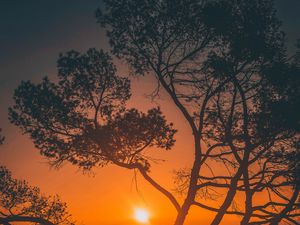 Preview wallpaper trees, sunset, branches, sky, los angeles, united states