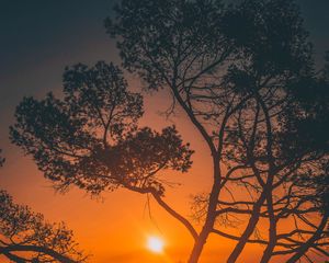 Preview wallpaper trees, sunset, branches, sky, los angeles, united states