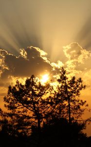 Preview wallpaper trees, sunset, clouds, sun, rays