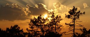 Preview wallpaper trees, sunset, clouds, sun, rays