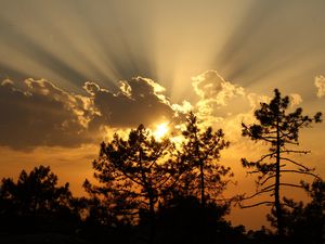 Preview wallpaper trees, sunset, clouds, sun, rays