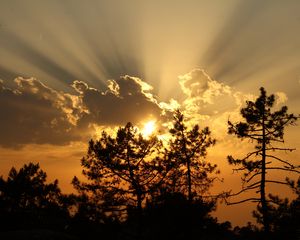 Preview wallpaper trees, sunset, clouds, sun, rays