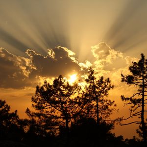 Preview wallpaper trees, sunset, clouds, sun, rays