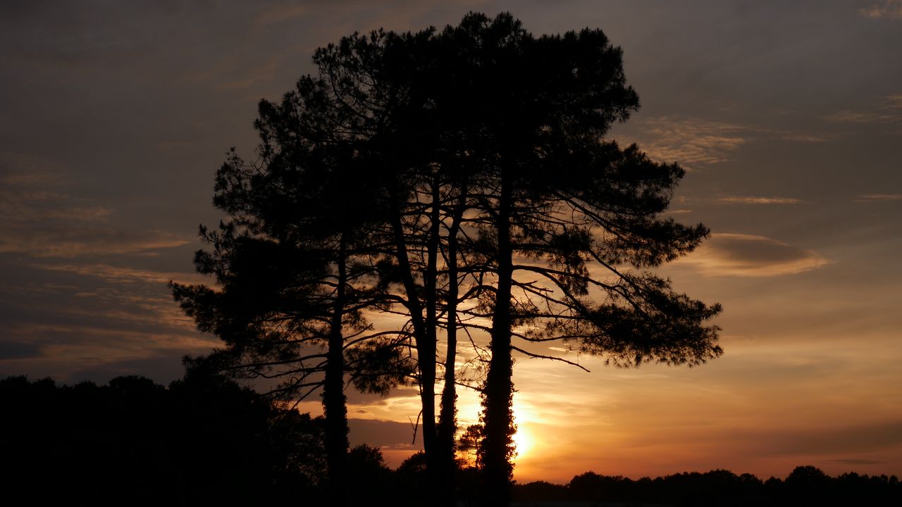 Wallpaper trees, sunset, dusk, dark, nature