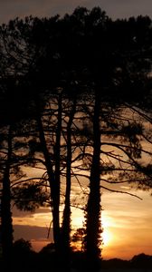 Preview wallpaper trees, sunset, dusk, dark, nature