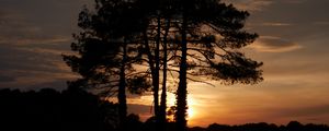 Preview wallpaper trees, sunset, dusk, dark, nature
