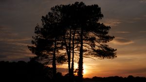 Preview wallpaper trees, sunset, dusk, dark, nature