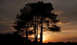 Preview wallpaper trees, sunset, dusk, dark, nature