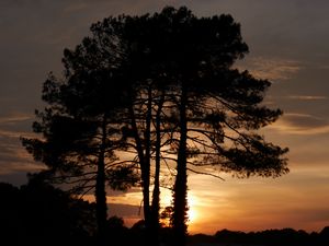 Preview wallpaper trees, sunset, dusk, dark, nature