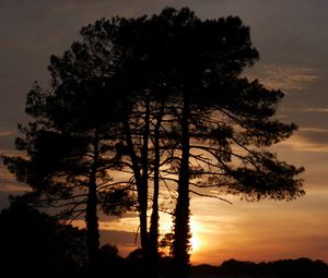 Preview wallpaper trees, sunset, dusk, dark, nature