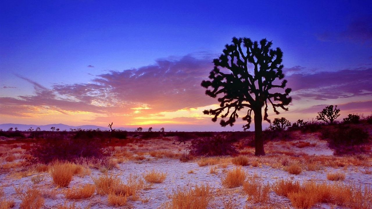 Wallpaper trees, sunset, grass, beautiful