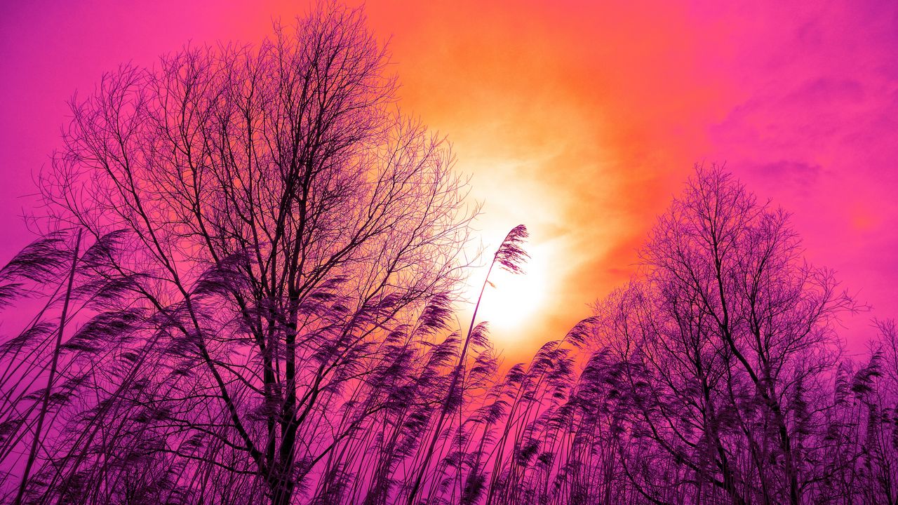 Wallpaper trees, sunset, reed, grass, sky