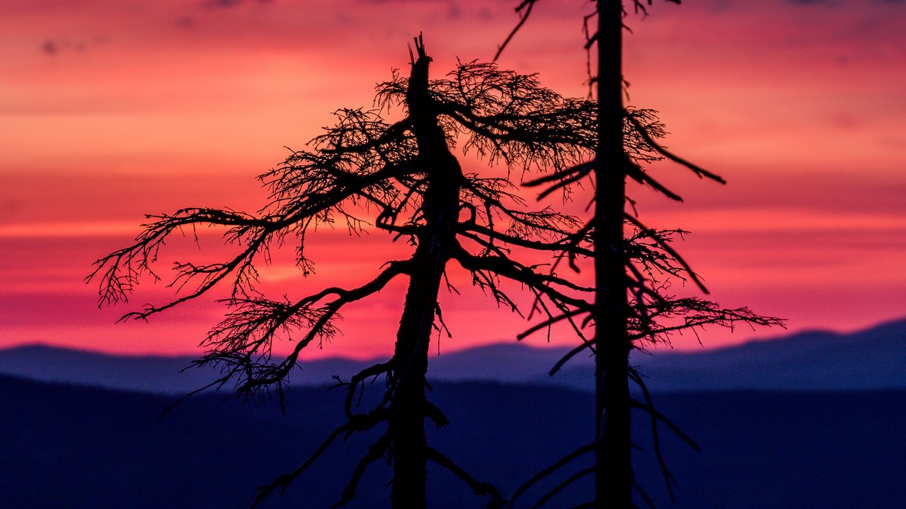 Wallpaper trees, sunset, silhouettes, sky, dark