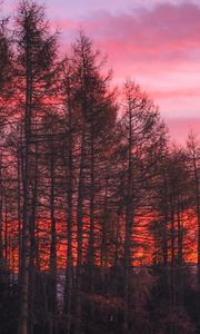 Preview wallpaper trees, sunset, sky