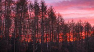 Preview wallpaper trees, sunset, sky
