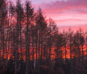 Preview wallpaper trees, sunset, sky