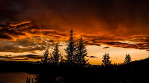 Preview wallpaper trees, sunset, sky