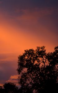 Preview wallpaper trees, sunset, sky, clouds, outlines, branches