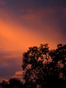 Preview wallpaper trees, sunset, sky, clouds, outlines, branches