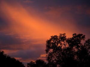 Preview wallpaper trees, sunset, sky, clouds, outlines, branches