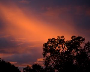 Preview wallpaper trees, sunset, sky, clouds, outlines, branches