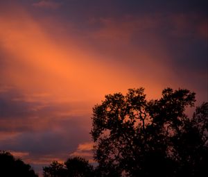 Preview wallpaper trees, sunset, sky, clouds, outlines, branches