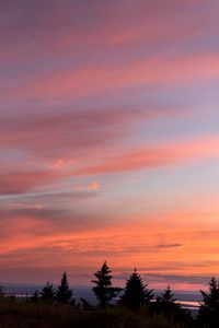 Preview wallpaper trees, sunset, sky, clouds, outlines