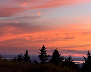 Preview wallpaper trees, sunset, sky, clouds, outlines