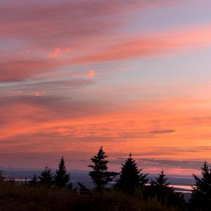 Preview wallpaper trees, sunset, sky, clouds, outlines