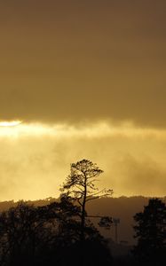 Preview wallpaper trees, sunset, sky, clouds, silhouette