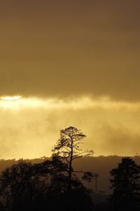 Preview wallpaper trees, sunset, sky, clouds, silhouette