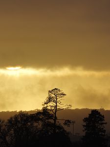 Preview wallpaper trees, sunset, sky, clouds, silhouette