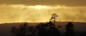 Preview wallpaper trees, sunset, sky, clouds, silhouette