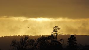 Preview wallpaper trees, sunset, sky, clouds, silhouette