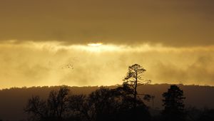 Preview wallpaper trees, sunset, sky, clouds, silhouette