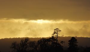 Preview wallpaper trees, sunset, sky, clouds, silhouette