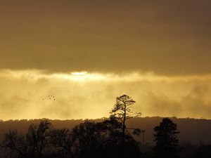 Preview wallpaper trees, sunset, sky, clouds, silhouette