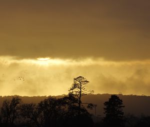 Preview wallpaper trees, sunset, sky, clouds, silhouette