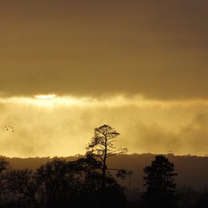 Preview wallpaper trees, sunset, sky, clouds, silhouette