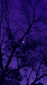 Preview wallpaper trees, the moon, night, sky, purple