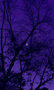 Preview wallpaper trees, the moon, night, sky, purple